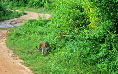 Leopard looking at us yala national park