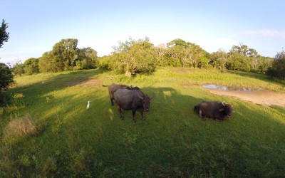 Wild buffaloes Yala national park