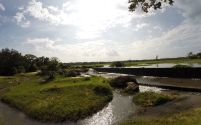 Crocodiles of yala national park