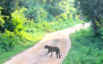 leopard on the road yala national park