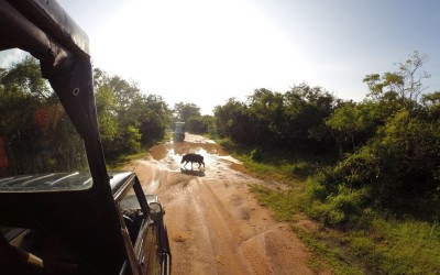 wildboar in yala national park