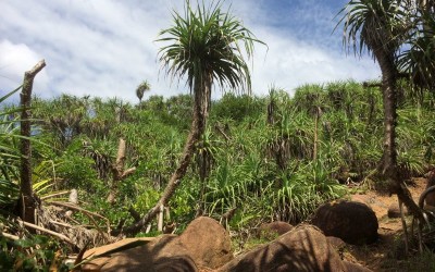 aloe vera field outside unawatuna