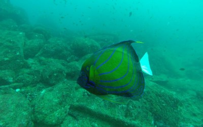 angelfish diving hikkaduwa