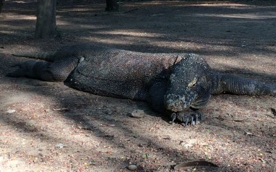 komodo dragon 2