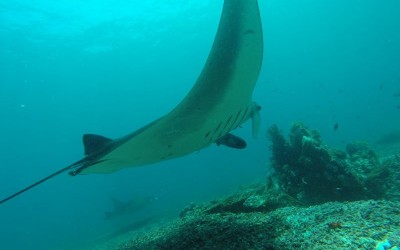 diving with mantas at manta point