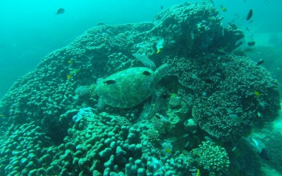 snorkeling turtles komodo boat trip