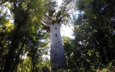 kauri tree tallest 30m