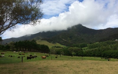 Wangarei heads nature mountain