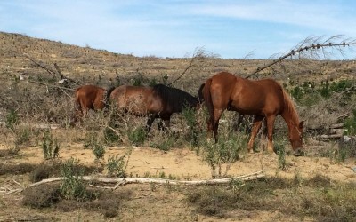 wild horses 90 mile beach